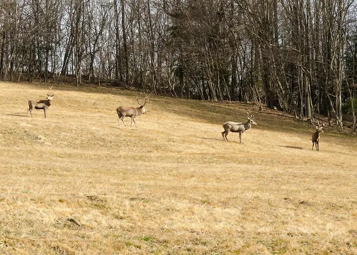 La Risorta Apartment Cesiomaggiore